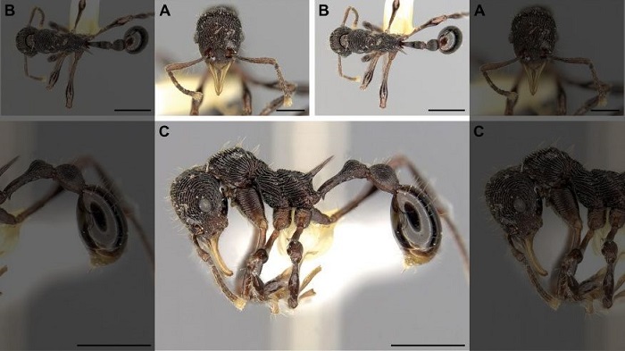 A frog`s vomit reveals a new species of ant 